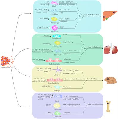 Extracellular vesicle-mediated pre-metastatic niche formation via altering host microenvironments